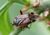 Harpocera thoracica